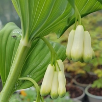 Polygonatum verticillatum